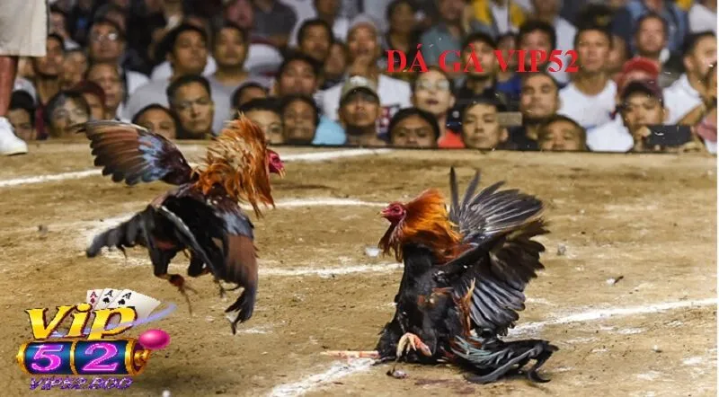 Vì Sao Đá Gà Vip52 Được Lòng Người Chơi Đến Thế?